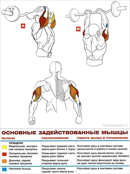 Латеральная головка трицепса: лучшие упражнения для внешней части трехглавой мышцы руки