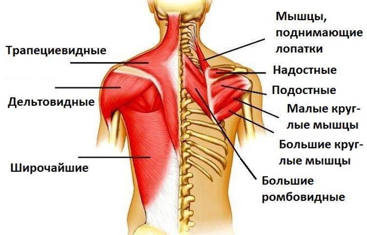 Верхняя задняя зубчатая мышца