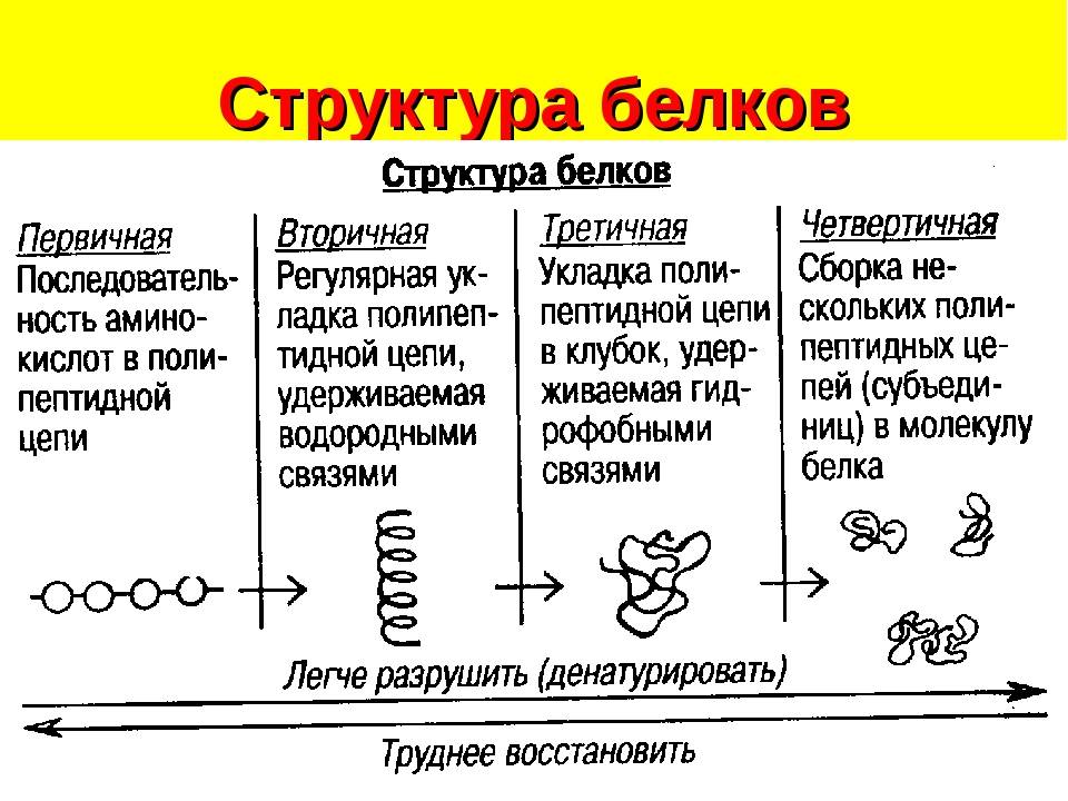 Структура белков схема