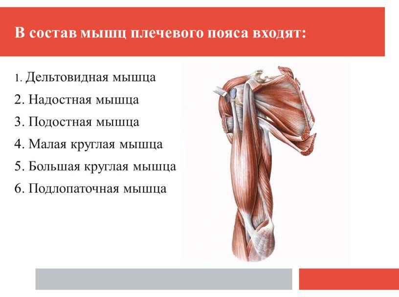 Клювовидно-плечевая мышца: расположение, функции и лучшие упражнения