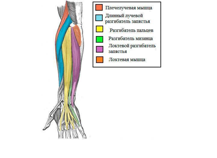Мышцы предплечья (передняя группа) человека | анатомия мышц предплечья, строение, функции, картинки на eurolab