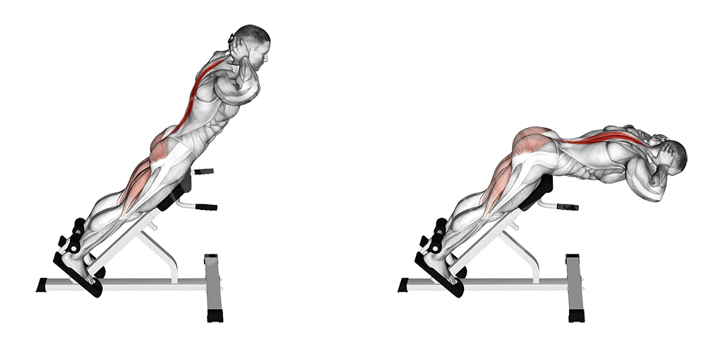 Как правильно заниматься на тренажере гиперэкстензия | техника упражнений на гиперэкстензии для всех групп мышц
