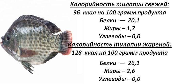 Что за рыба тилапия и как ее поймать?