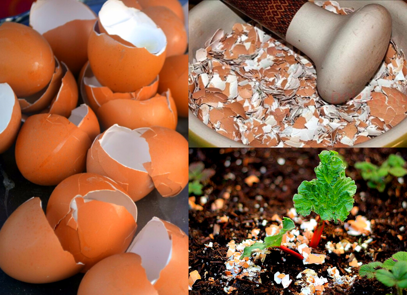 Чем полезна скорлупа яиц и как принимать яичную скорлупу для укрепления костей