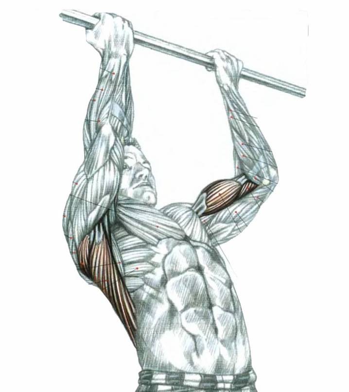 Подтягивания узким хватом: какие мышцы работают, техника выполнения