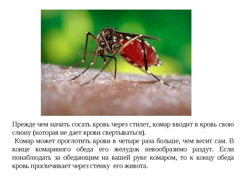 Вот какая группа крови самая "вкусная" для комаров