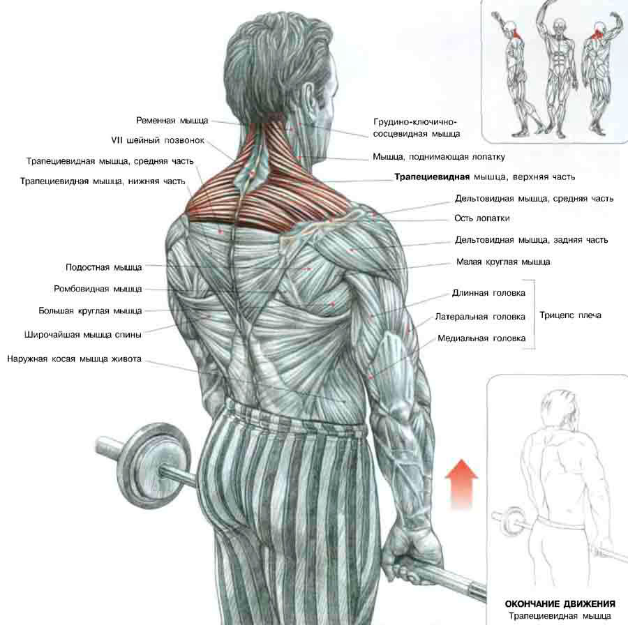 Как накачать спину в зале. Шраги (трапеции) со штангой стоя. Шраги группа мышц. Упражнение на трапециевидную мышцу со штангой. Шраги анатомия.