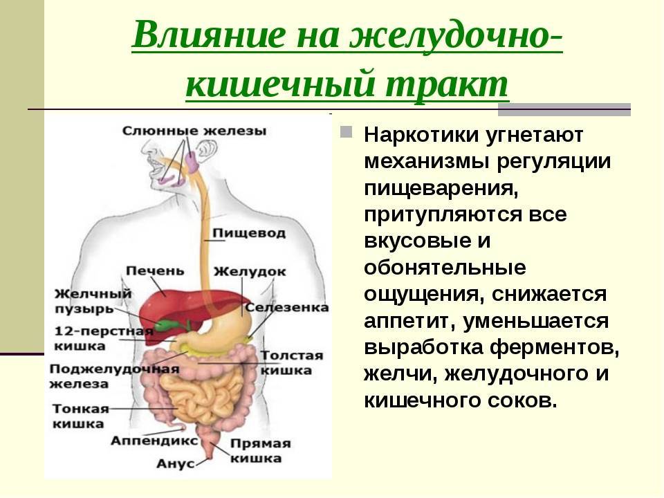 Желудочно-кишечный тракт и процесс пищеворения - белорусское общественное объединение стомированных