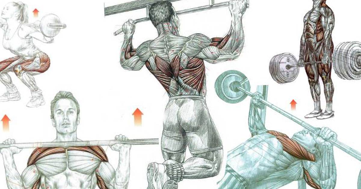 Как накачать мышцы: от а до я
