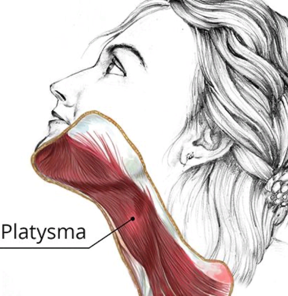 Мышца платизма фото где находится