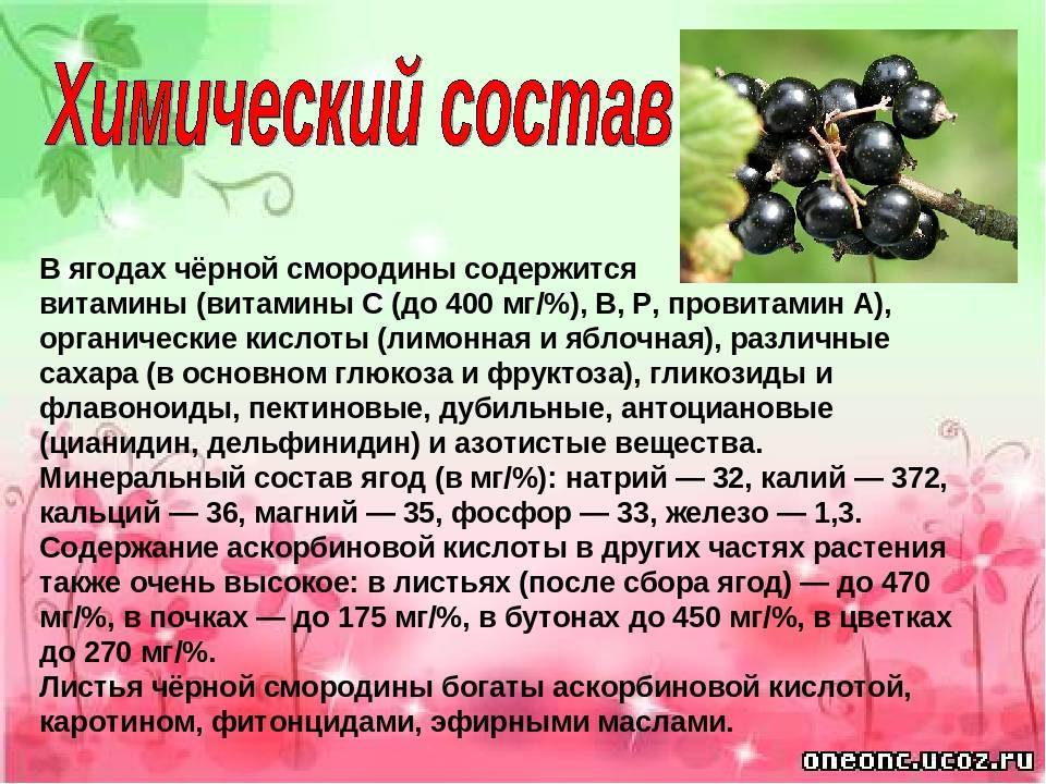Красная смородина: полезные свойства и противопоказания для организма человека, калории и витамины