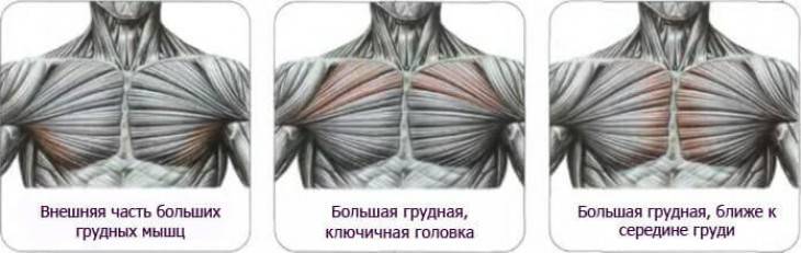 Тренировка мышц груди