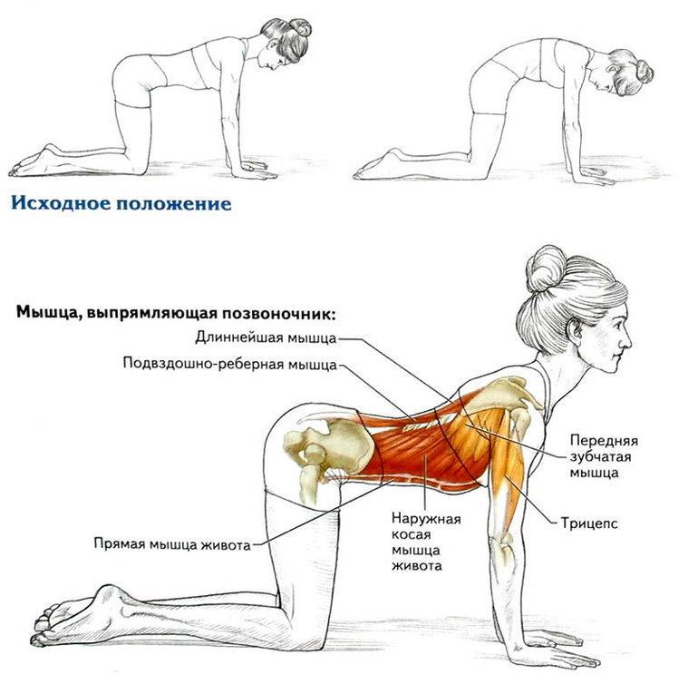 Лучшие упражнения при боли в спине и пояснице — домашняя программа