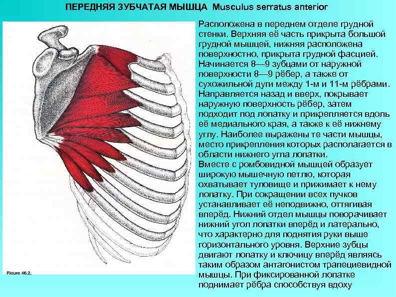 Анатомия задней верхней зубчатой мышцы человека – информация: