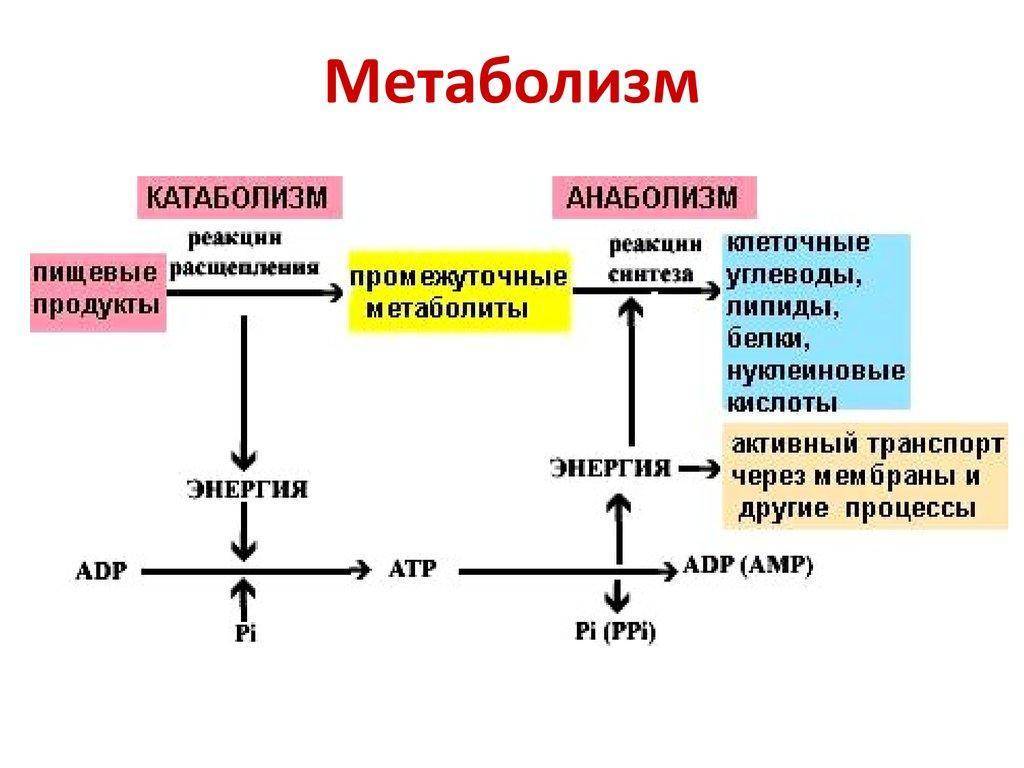 Метаболизм клетки. энергетический обмен и фотосинтез. реакции матричного синтеза.