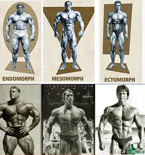 Мезоморф – рекомендации для атлетического типа телосложения