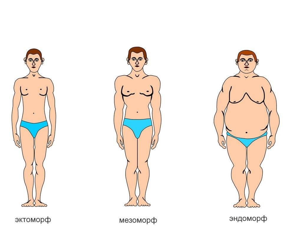 Эктоморф, мезоморф, эндоморф: как определить тип телосложения человека