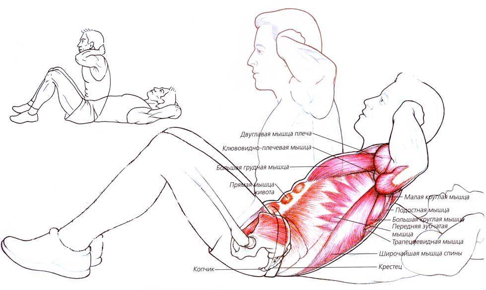 Упражнения на пресс на скамье: как правильно качать мышцы живота на наклонной доске