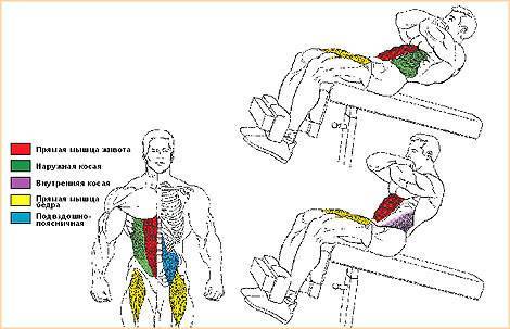 Скручивания на наклонной скамье с подъемом корпуса: техника выполнения, описание упражнения, видео.