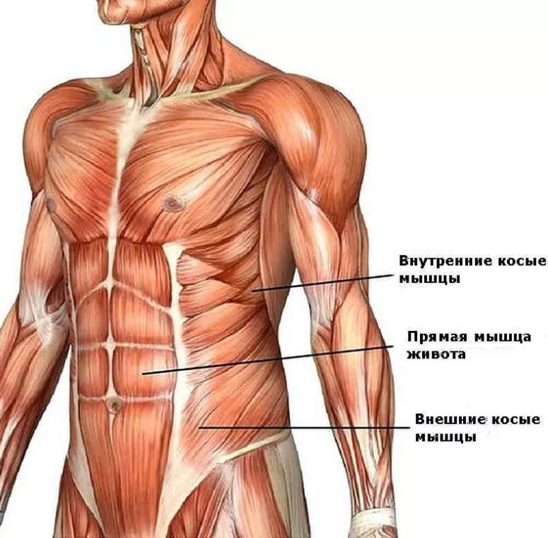 Биомеханика мышц человека при занятиях бодибилдингом 
биомеханика мышц человека при занятиях бодибилдингом