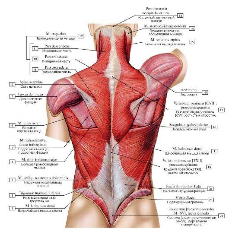 Анатомия мышц спины. качаемся правильно.