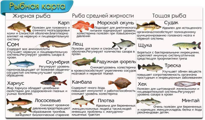 Рыба тилапия польза и вред для организма, изучение свойств