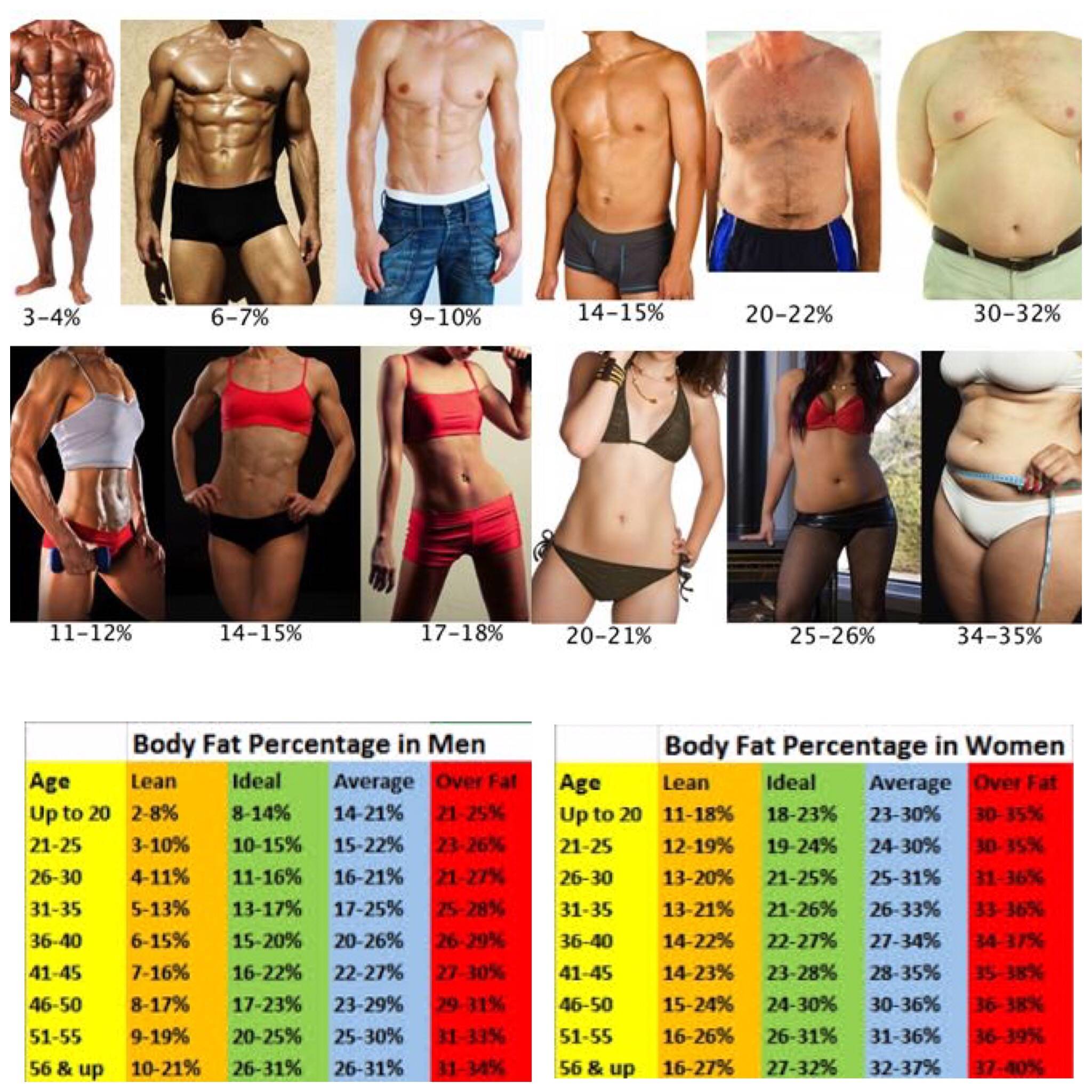 Диетический калькулятор: процент жира в организме, индекс массы тела (имт)
