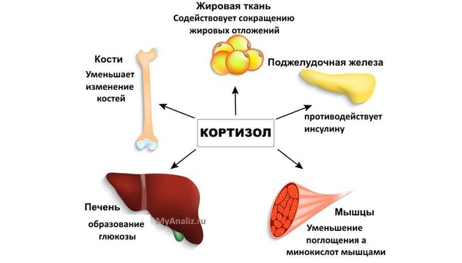 Особенности синтеза, активации и дезактивации глюкокортикоидов. биологическая роль кортизола в метаболических нарушениях