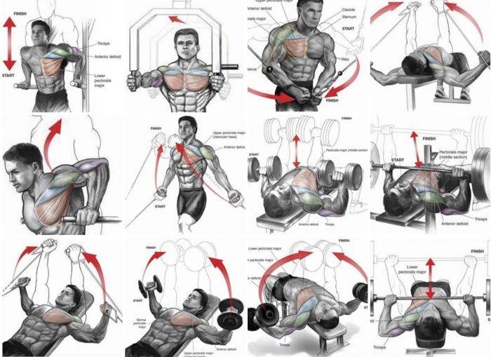 Как накачать грудь гантелями: программа тренировок на грудные мышцы для мужчины в зале и в домашних условиях