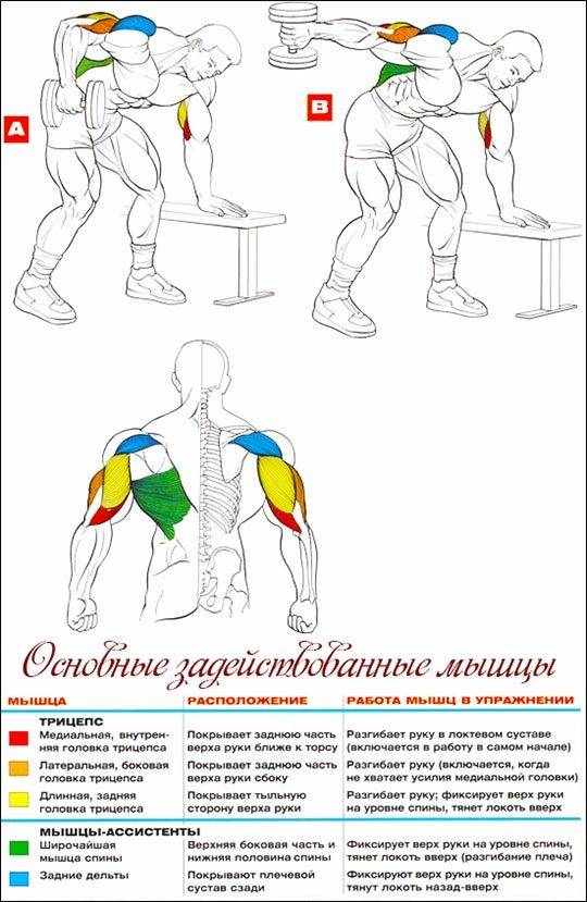 Упражнения на плечи в домашних условиях: для накачки и с гантелями