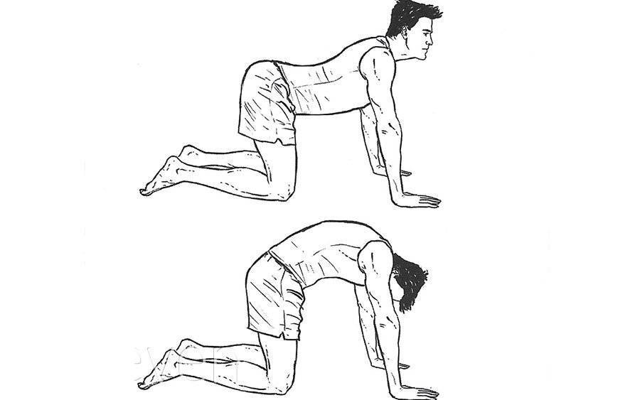Упражнение «кошка» для спины и позвоночника — виды и техника выполнения