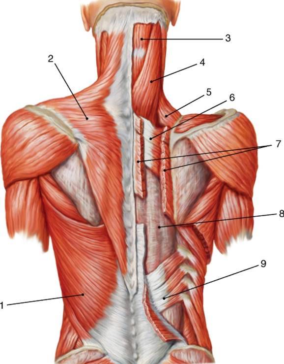 Строение мышц шеи и спины сзади