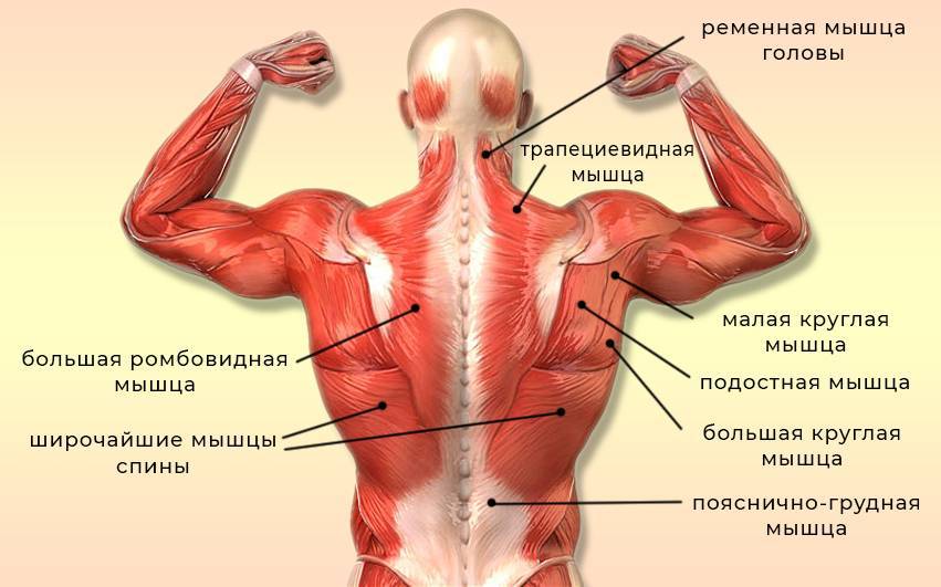 Как растут мышцы и как тренироваться, чтобы они росли? - fitlabs / ирина брехт