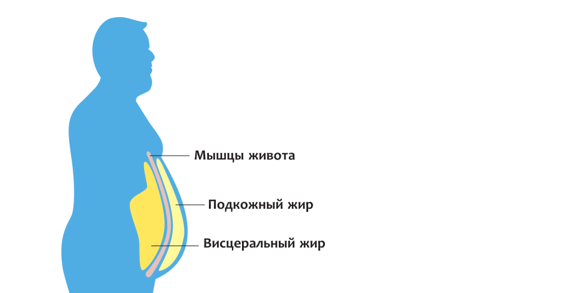 Жировая ткань: роль жира в организме человека | университетская клиника