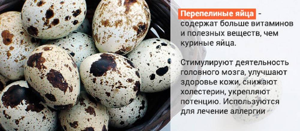 Как едят перепелиные яйца? сколько в день можно съедать перепелиных яиц? :: syl.ru