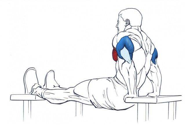Упражнения на трицепс с гантелями - эффективные комплексы тренировок для мужчин и женщин
