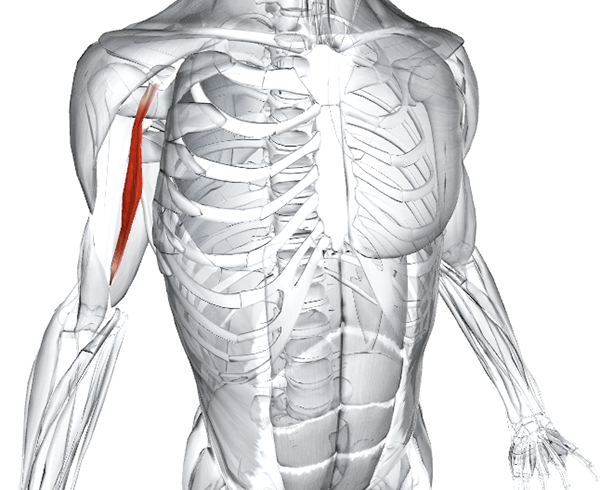 Клювовидно-плечевая мышца: функции и топ 7 лучших упражнений