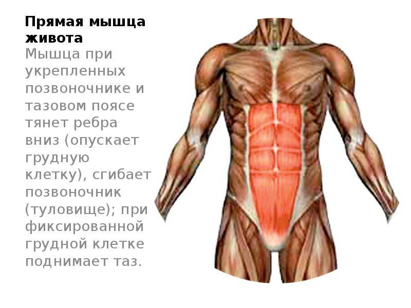Мышцы живота. мышцы стенок брюшной полости. вспомогательный аппарат мышц живота. нормальная анатомия человека: конспект лекций