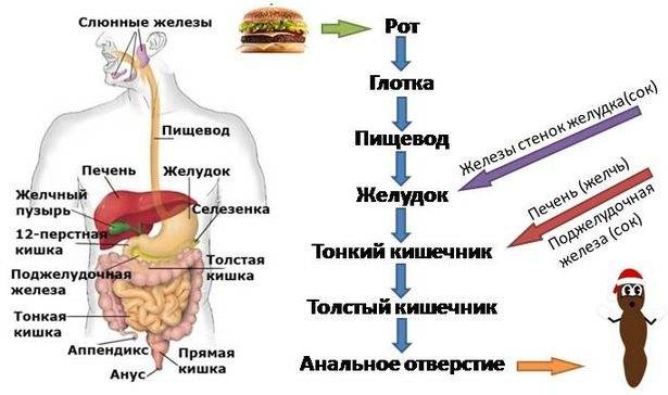 Урок 1. органы и процесс пищеварения