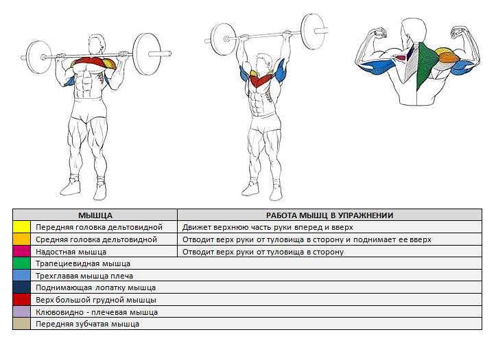 Французский жим стоя со штангой: какие мышцы работают, техника выполнения, эффективность упражнения - tony.ru