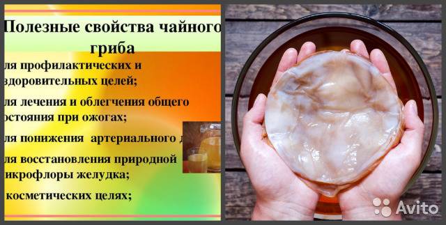 Полезные свойства чайного гриба и как сделать его дома