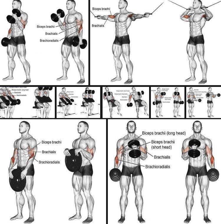 Упражнения на бицепс в тренажерном зале: 5 упражнений для тренировки бицепсов