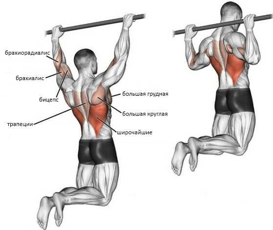 Развитие мышц спины: упражнения на турнике помогут накачать спину | rulebody.ru — правила тела