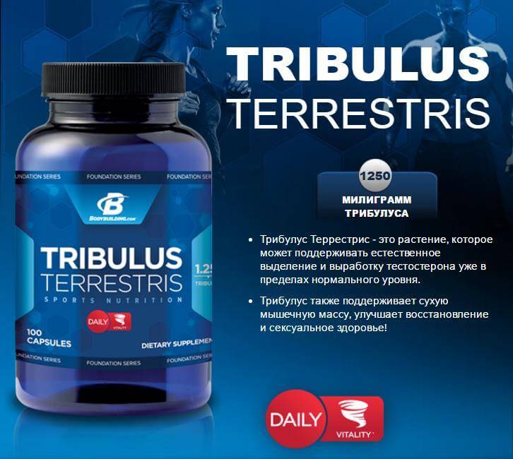 Трибулус — схема приема для повышения тестостерона и противопоказания