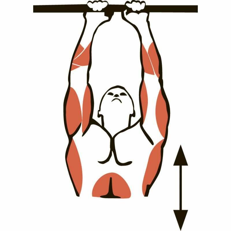Подтягивания обратным хватом: техника выполнения и какие мышцы работают | irksportmol.ru