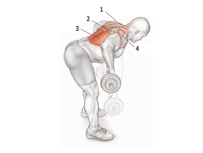 Упражнения для спины с гантелями - лучшая тренировка мышц