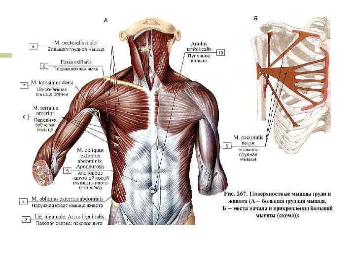 Мышцы торса: таблица функций и строения туловища человека, лучшие упражнения