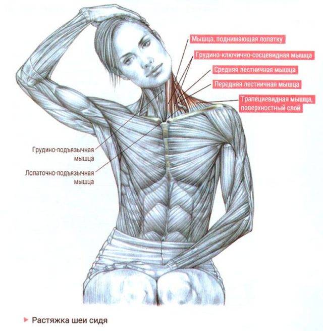 6 способов расслабления мышц шеи