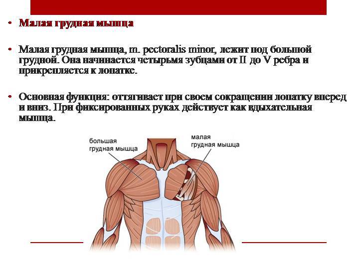 Мышцы человека: виды и строение мышц - полное руководство