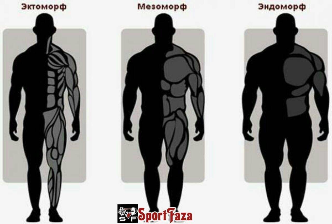 Типы телосложения: эктоморф, мезоморф, эндоморф